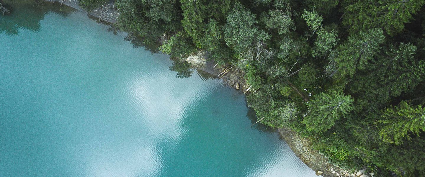 Une photo de paysage d'une for&ecirc;t canadienne.